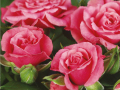 Roses Forever® Pink Bari™