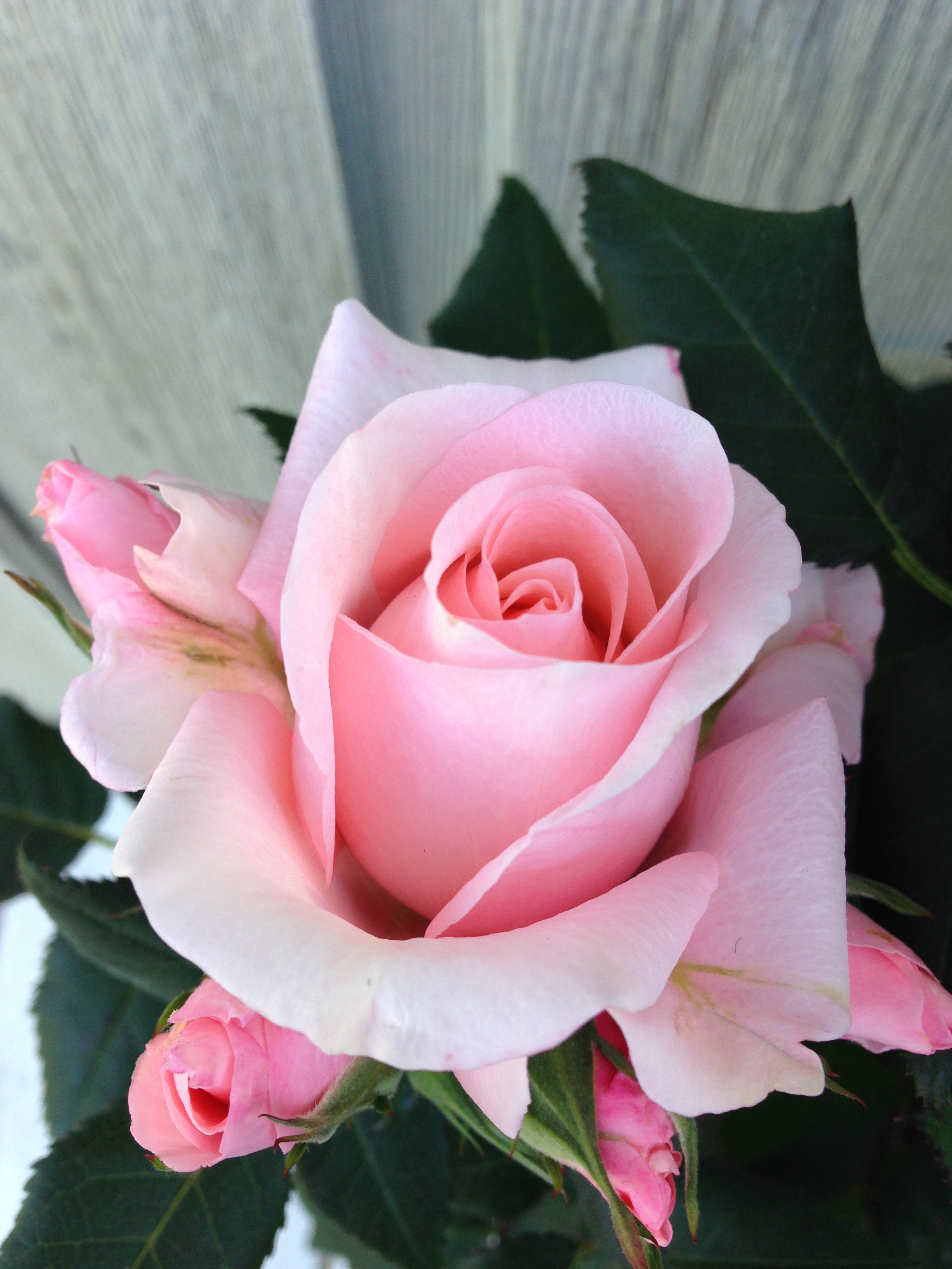 Sweet Home Roses – Roses Forever