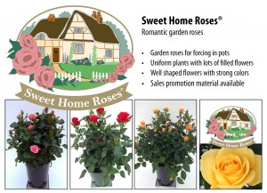 Sweet Home Roses_IPM