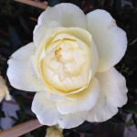 New garden rose to be baptized in Lottum