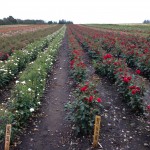 Field with Sweet Home Roses® in Denmark. All are already sold to Norway for delivery Spring 2016