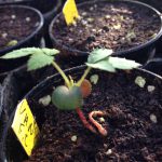 A little sprout is born in the breeding greenhouse by Roses Forever