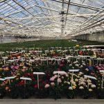 All new mini rose varieties from the breeding greenhouse go through a two-year production test before entering the market