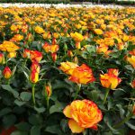 Effective production in Malaysia - Estoril™ Roses Forever®