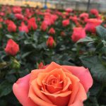 Orange big-flowered easy-to-grow mini-rose. Selected among 500 new roses from Roses Forever