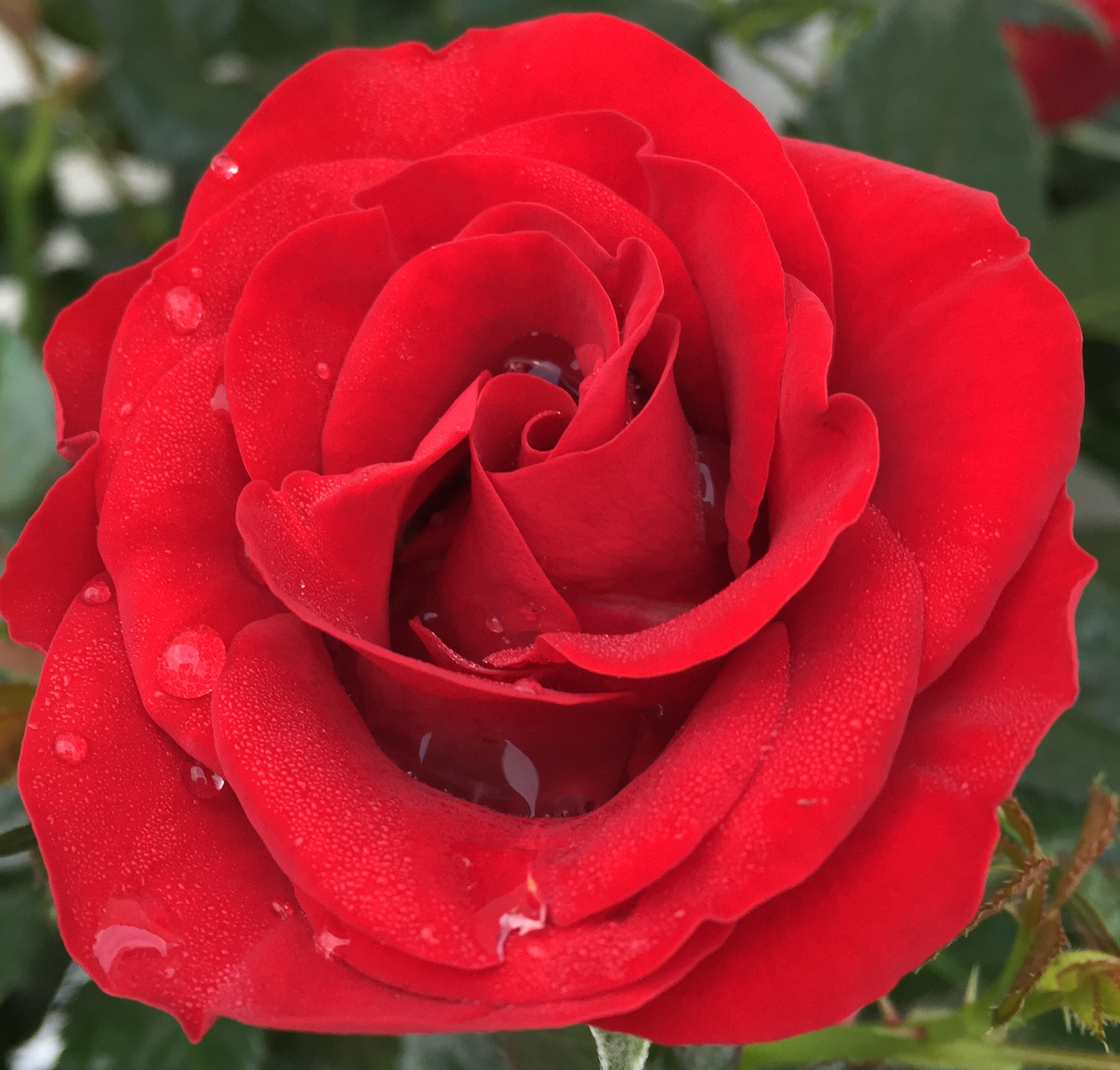New mini roses from Roses Forever 2017 – Roses Forever
