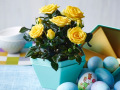 Roses Forever® Sunny Beach™ Easter