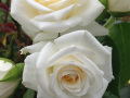 Den hvide skønne rose er remonterende og fyldt med blomster og knopper