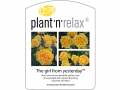 Plant'n'Relax - The girl from yesterday