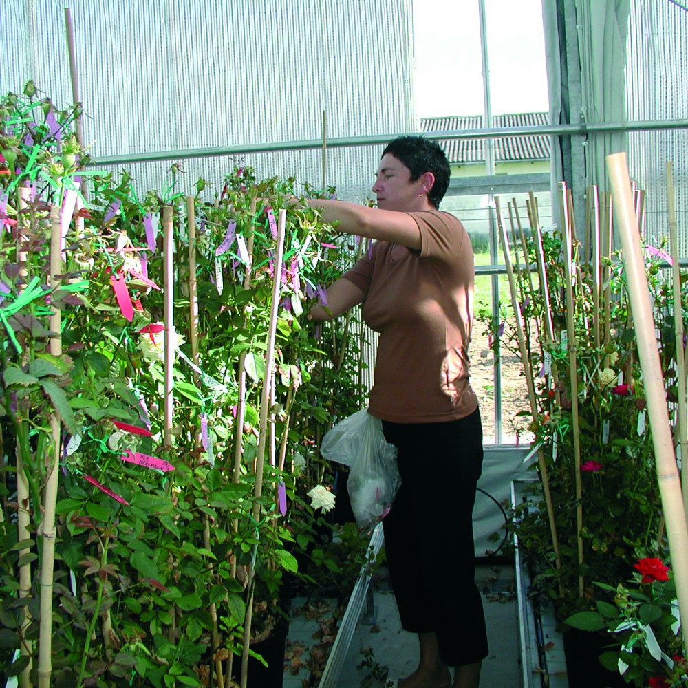 The breeding process Roses Forever