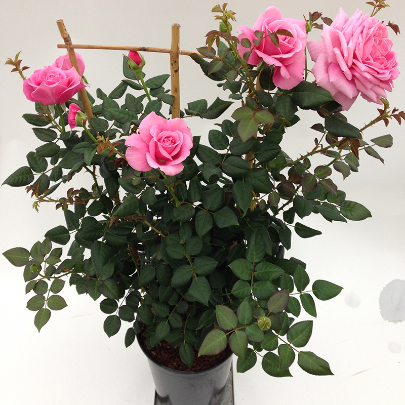 Our last summer™ Plant’n’Relax® – Roses Forever