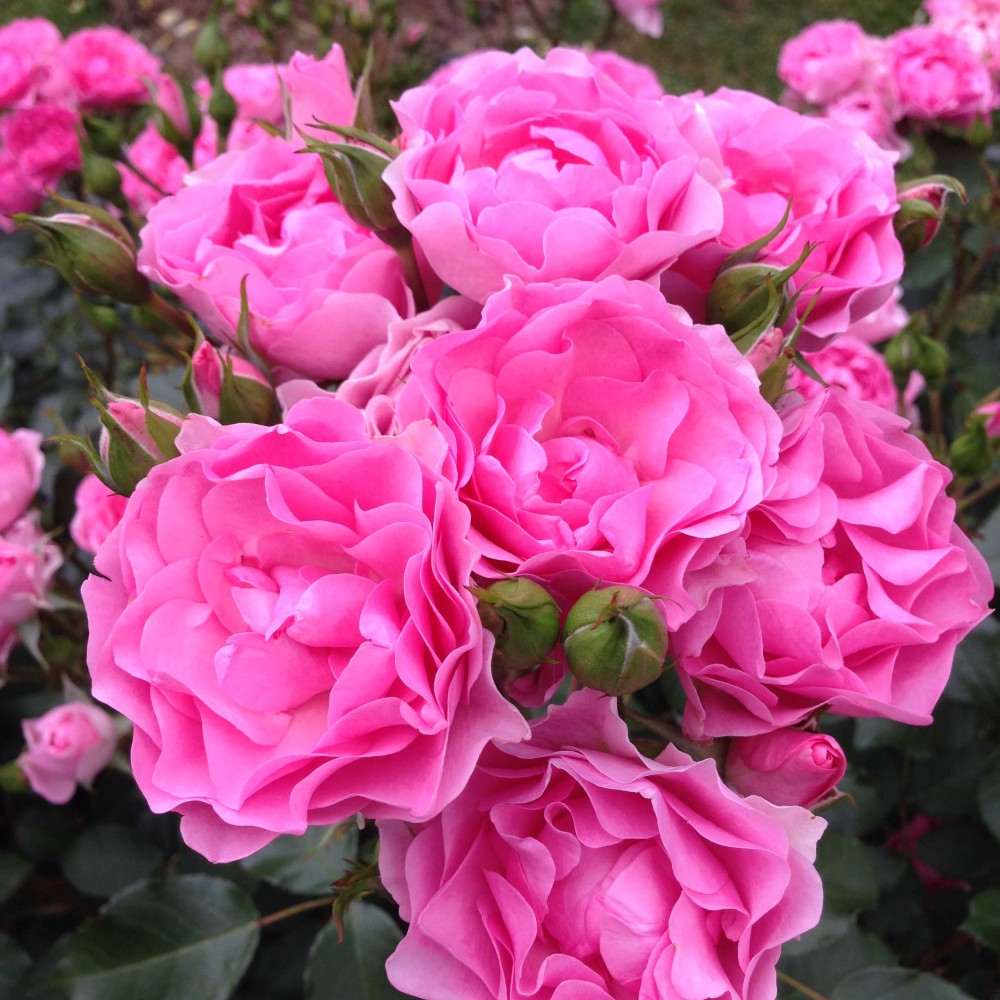 Grateful Danish rose wins gold medal in Germany – Roses Forever